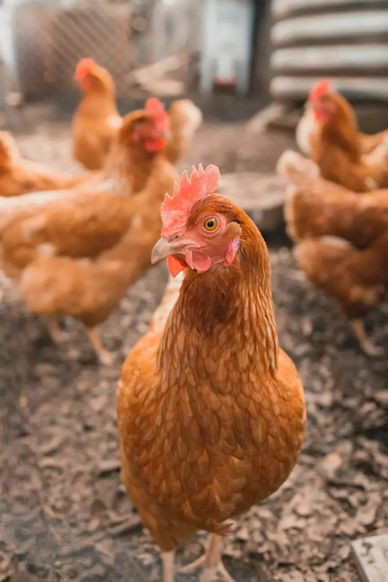 A brown hen