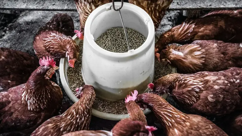A flock of hens