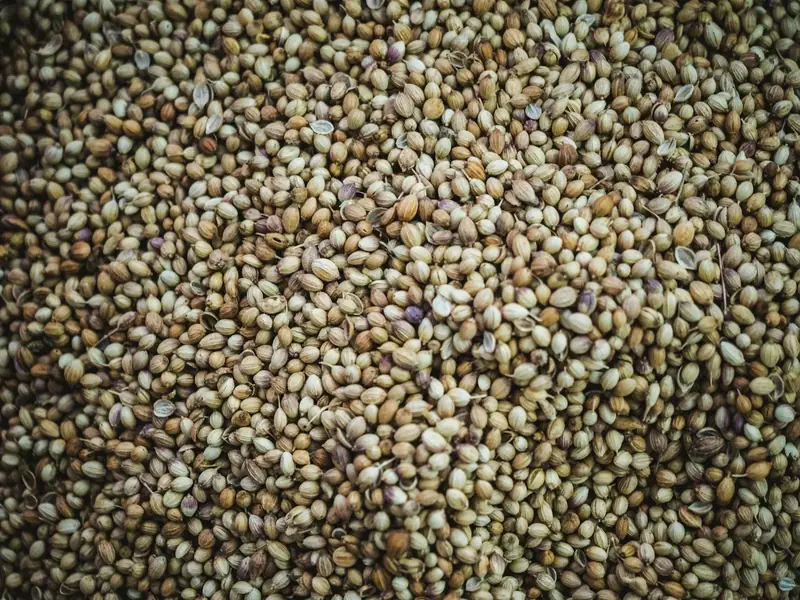 Brown dry beans