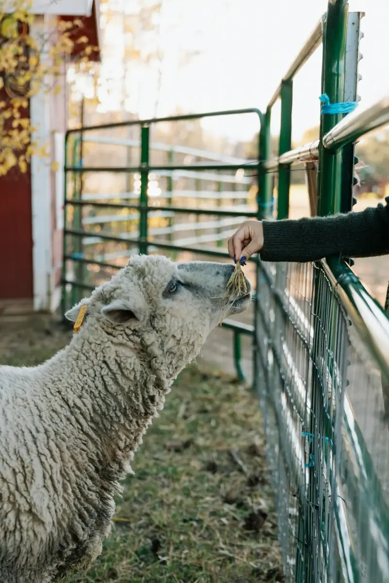Sheep reaching for feed through a fence