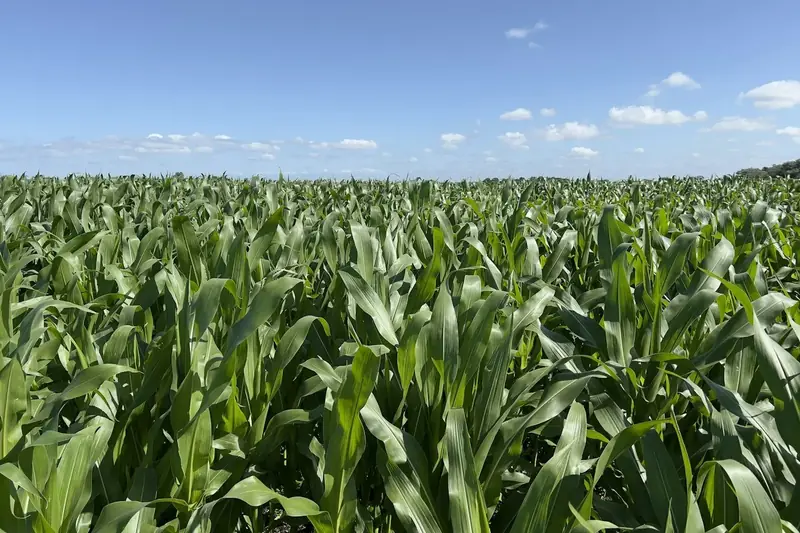 A field of green maize under a clear sky