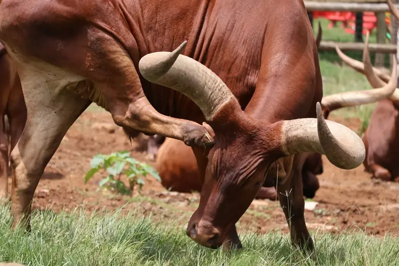 A brown long-horned cow grazing