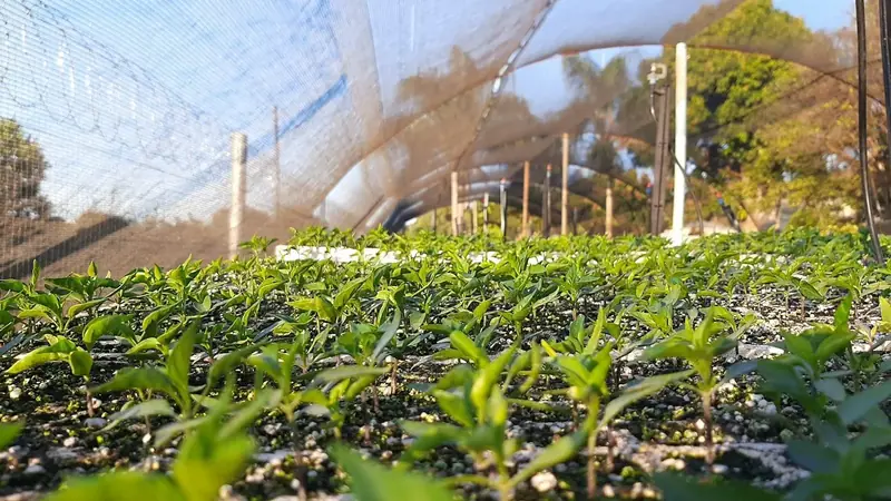 Plants growing in a greenhouse