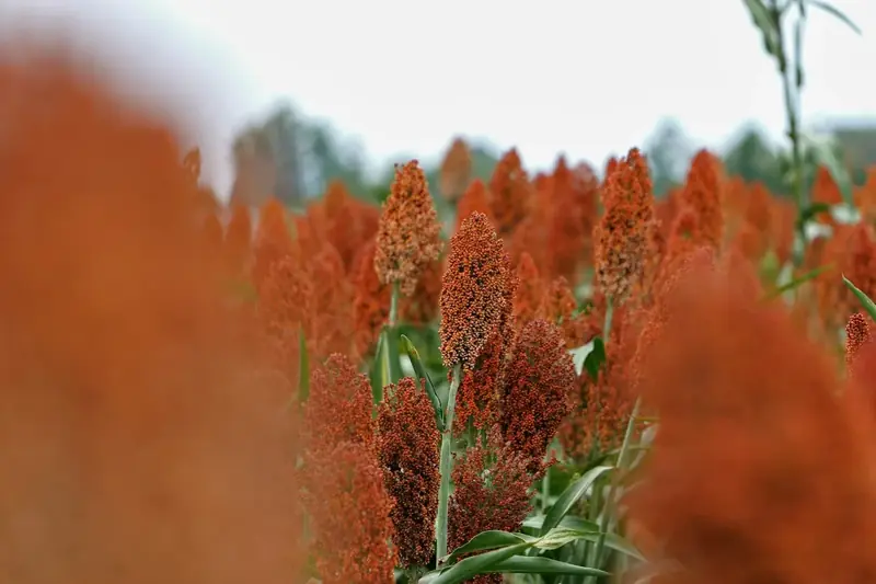 A field of ripe red sorghum