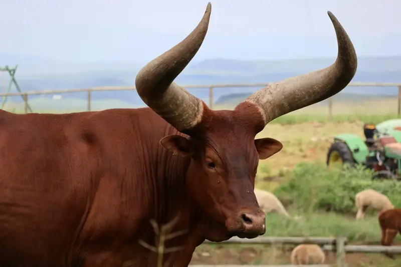 Ankole cattle with long curved horns
