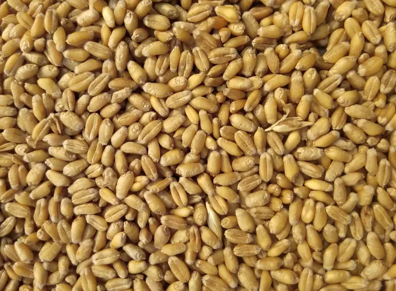 Brown wheat grains
