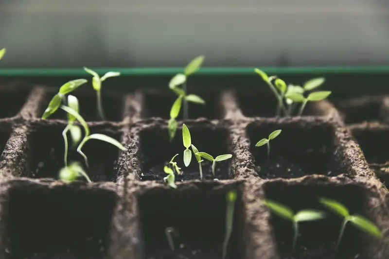 Young plant sprouts