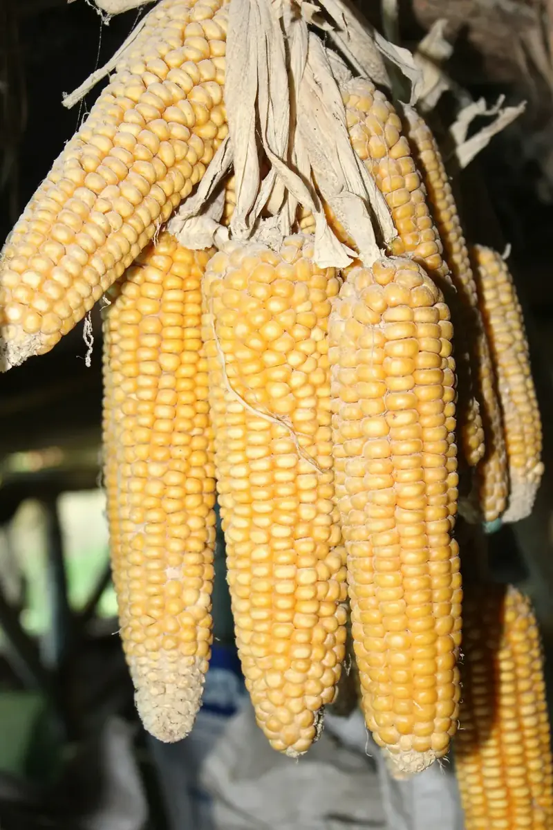 Close view of yellow maize kernels on the cob